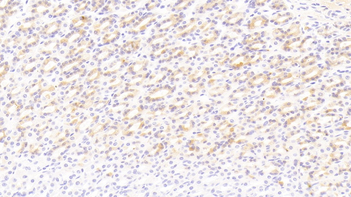 Bone Morphogenetic Protein 3 (BMP3) Monoclonal Antibody - image 2