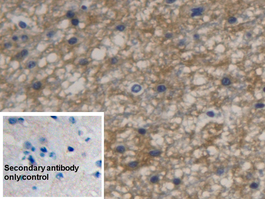 Aquaporin 4 (AQP4) Monoclonal Antibody - image 5