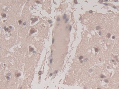 AF488 staining on IF; Sample: HepG2 cell; Primary Ab: 20ug/ml Mouse Anti-Human TGFb3 Antibody; Second Ab: 2ug/ml AF488-Linked Caprine Anti-Mouse IgG Polyclonal Antibody