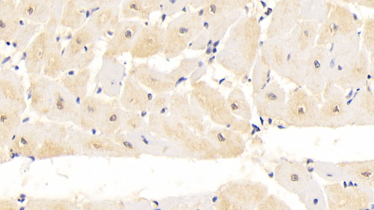 DAB staining on IHC-P; Sample: Human Placenta Tissue; Primary Ab: 20ug/ml Mouse Anti-Human CNX Antibody; Second Ab: 2ug/mL HRP-Linked Caprine Anti-Mouse IgG Polyclonal Antibody