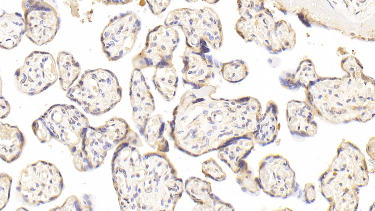 Calnexin (CNX) Monoclonal Antibody - image 5
