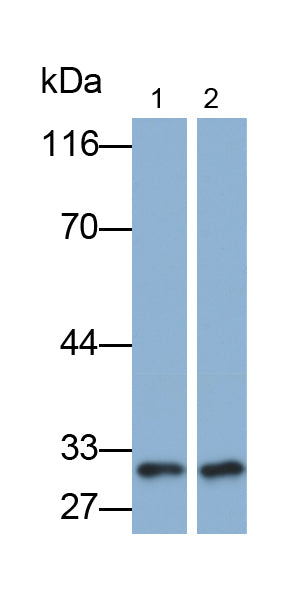 Tumor Necrosis Factor Receptor Superfamily, Member 5 (CD40) Monoclonal Antibody - image 2