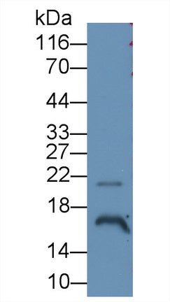 Angiogenin (ANG) Monoclonal Antibody - image 2