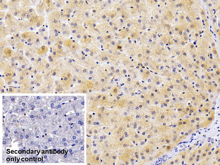 Western Blot; Sample: Lane1: Rat Liver lysate; Lane2: Rat Spleen lysate Primary Ab: 2ug/mL Mouse Anti-Human FTL Antibody Second Ab: 0.2ug/mL HRP-Linked Caprine Anti-Mouse IgG Polyclonal Antibody