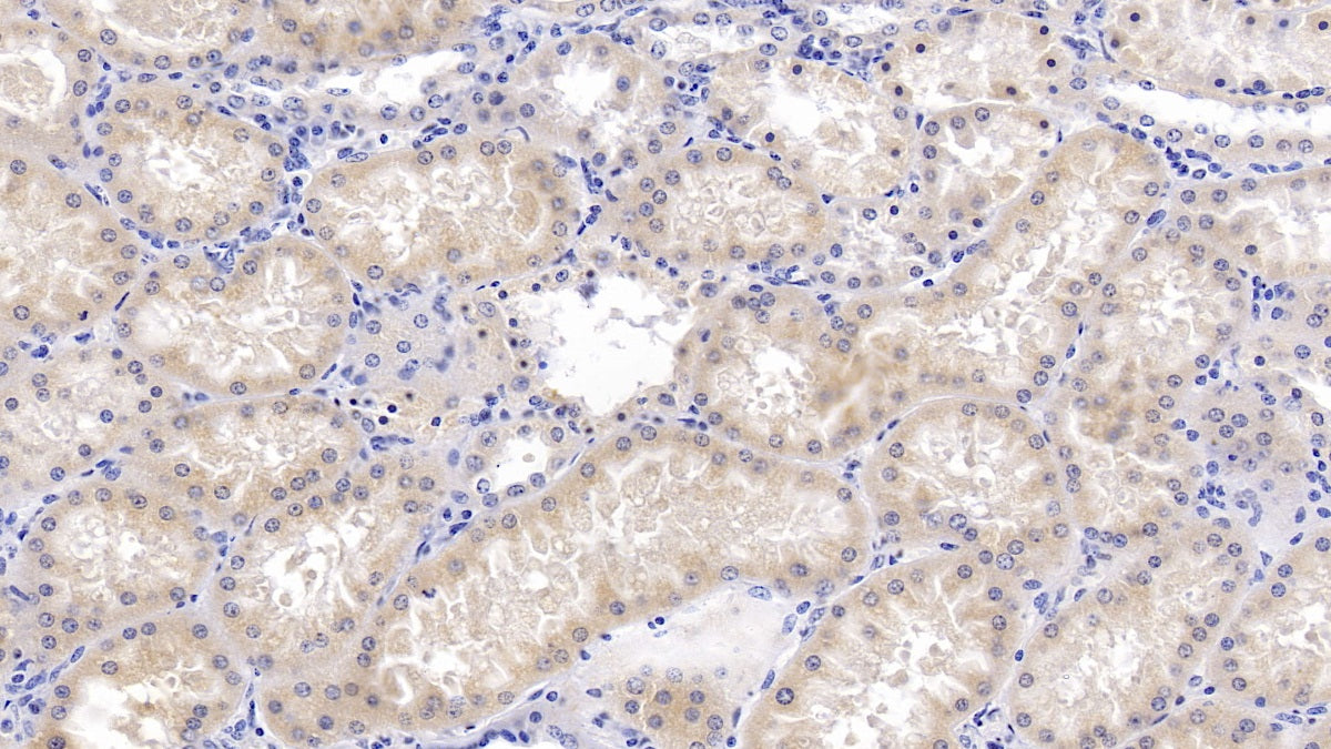 AF488 staining on IF; Sample: Hela cell; Primary Ab: 20ug/ml Mouse Anti-Human BMP7 Antibody; Second Ab: 2ug/ml AF488-Linked Caprine Anti-Mouse IgG Polyclonal Antibody