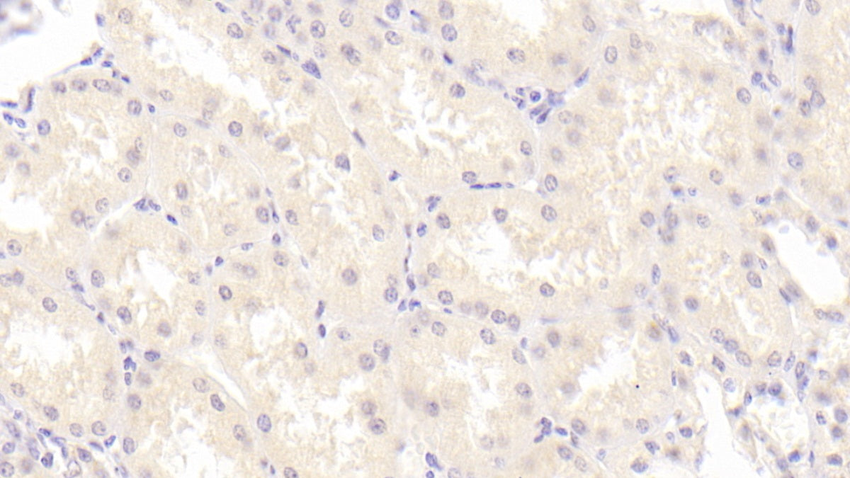 Neuregulin 4 (NRG4) Monoclonal Antibody - image 2