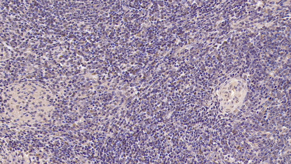 Tumor Necrosis Factor Receptor Superfamily, Member 5 (CD40) Monoclonal Antibody - image 2