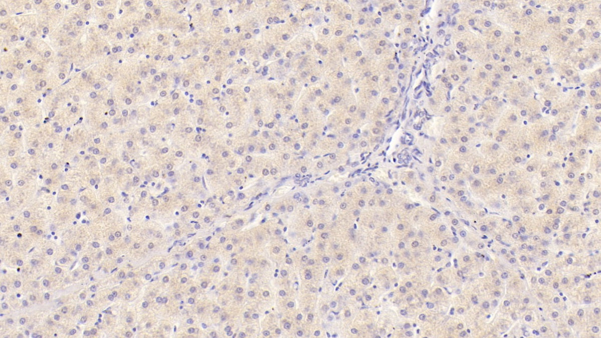 Interleukin 29 (IL29) Monoclonal Antibody - image 2