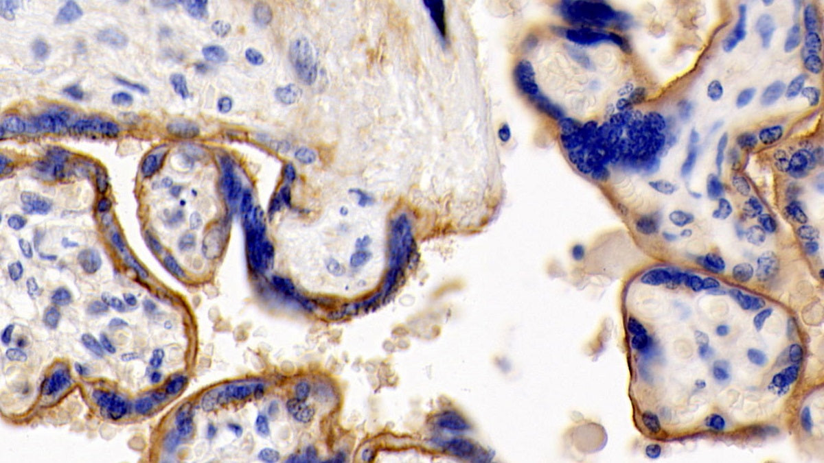 DAB staining on IHC-P; Sample: Human Adrenal gland Tissue; Primary Ab: 30ug/ml Mouse Anti-Human CD147 Antibody; Second Ab: 2ug/mL HRP-Linked Caprine Anti-Mouse IgG Polyclonal Antibody