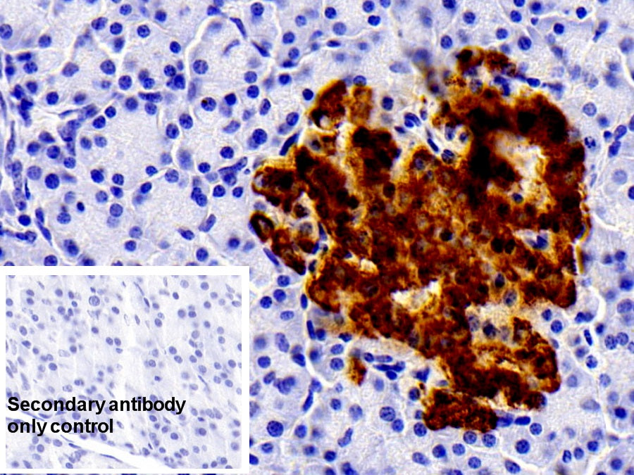 Insulin (INS) Monoclonal Antibody - image 3
