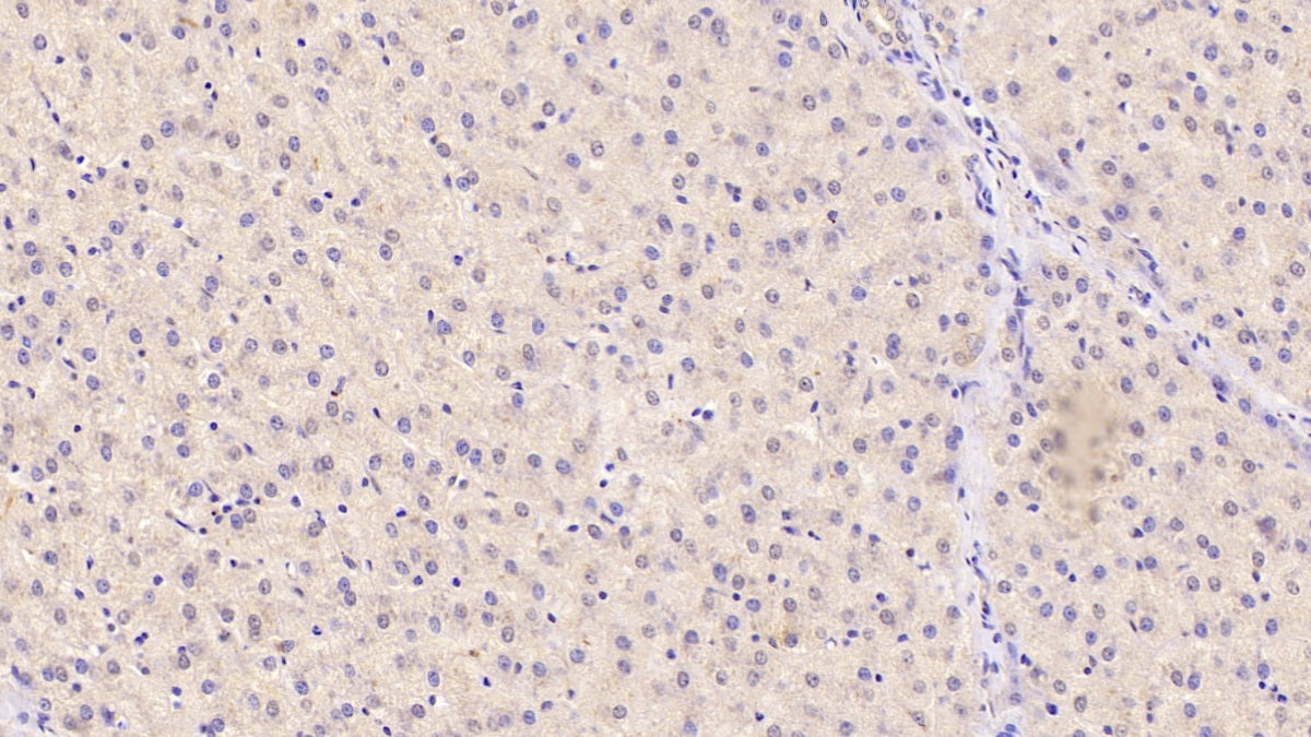 Angiogenin (ANG) Monoclonal Antibody - image 3