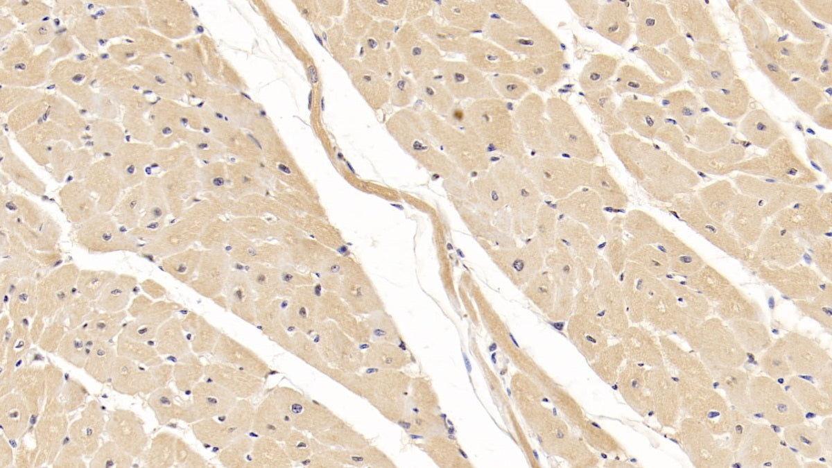 Wingless Type MMTV Integration Site Family, Member 4 (WNT4) Monoclonal Antibody - image 2