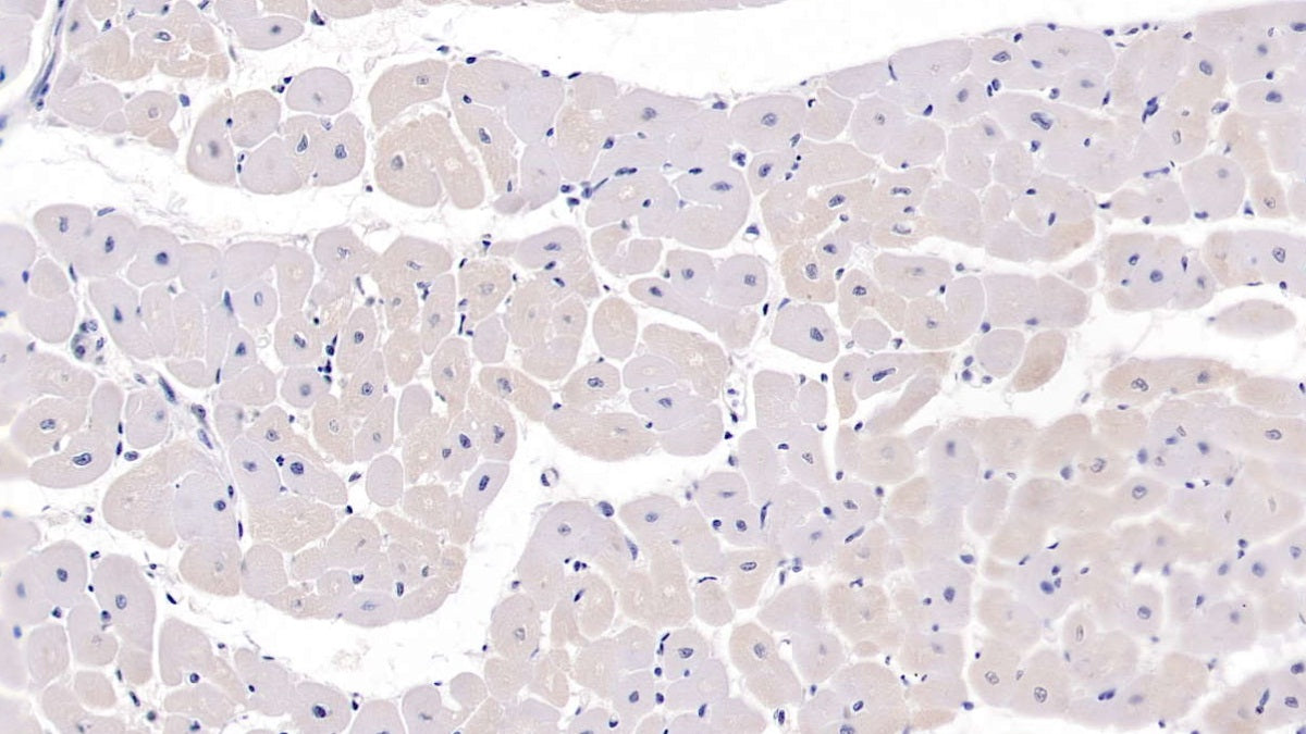 Secreted Frizzled Related Protein 1 (SFRP1) Monoclonal Antibody - image 3