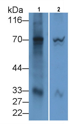 2',5'-Oligoadenylate Synthetase 2 (OAS2) Monoclonal Antibody - image 2