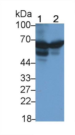 Alpha-1-Antitrypsin (a1AT) Monoclonal Antibody - image 4
