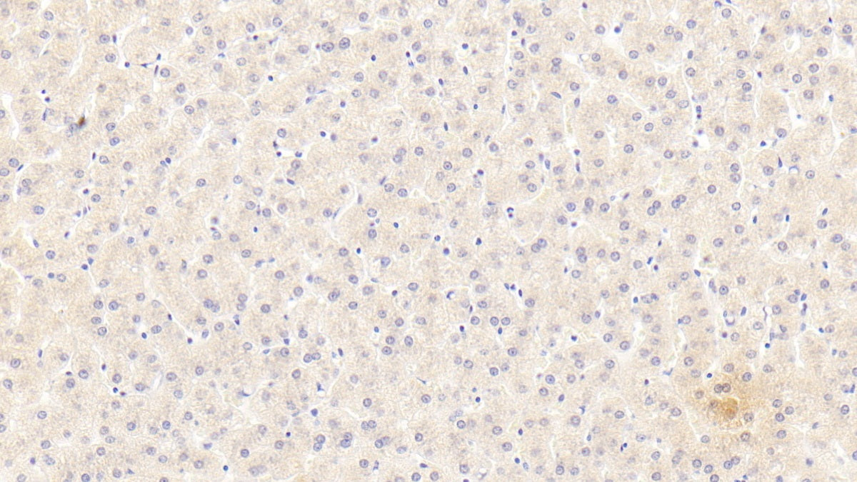 Western Blot; Sample: Lane1: Human Serum; Lane2: Human Plasma Primary Ab: 2ug/ml Mouse Anti-Human a1AT Antibody Second Ab: 0.2ug/mL HRP-Linked Caprine Anti-Mouse IgG Polyclonal Antibody