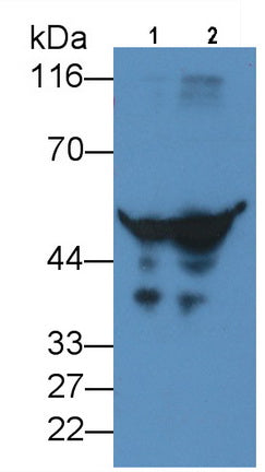 Alpha-1-Antitrypsin (a1AT) Monoclonal Antibody - image 4