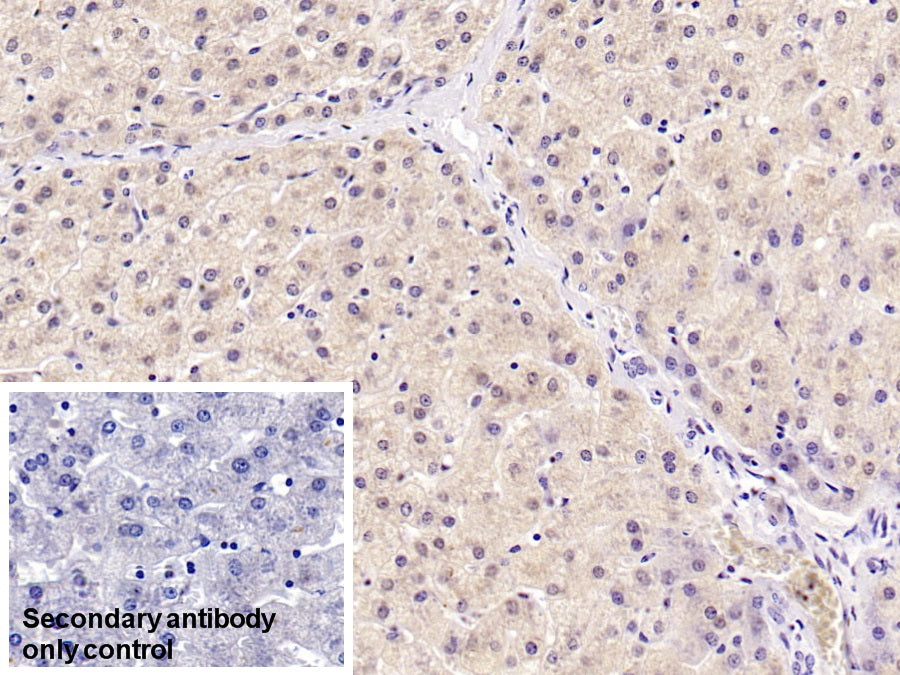 DAB staining on IHC-P; Sample: Rat Liver Tissue; Primary Ab: 30ug/ml Mouse Anti-Human HPD Antibody; Control: Used PBS instead of primary antibody; Second Ab: 2ug/ml HRP-Linked Caprine Anti-Mouse IgG Polyclonal Antibody