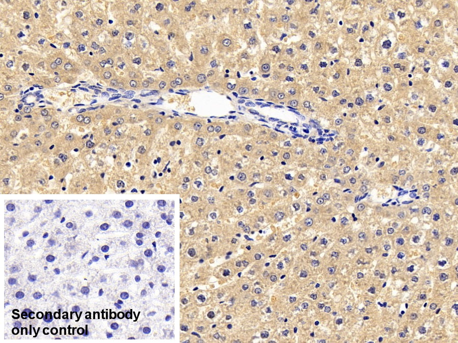 4-Hydroxyphenylpyruvate Dioxygenase (HPD) Monoclonal Antibody - image 5