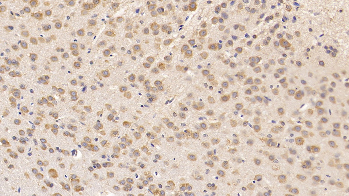 Cocaine And Amphetamine Regulated Transcript (CART) Monoclonal Antibody - image 2