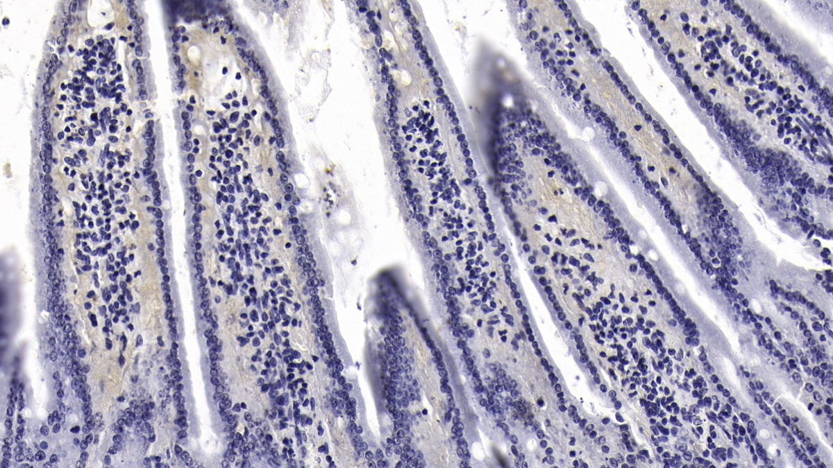 Interleukin 10 (IL10) Monoclonal Antibody - image 2