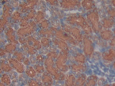 DAB staining on IHC-P; Sample: Rat Stomach Tissue; Primary Ab: 30ug/ml Mouse Anti-Rat NAP3 Antibody; Second Ab: 2ug/mL HRP-Linked Caprine Anti-Mouse IgG Polyclonal Antibody