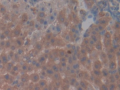 DAB staining on IHC-P; Sample: Rat Spleen Tissue; Primary Ab: 30ug/ml Mouse Anti-Rat NAP3 Antibody; Second Ab: 2ug/mL HRP-Linked Caprine Anti-Mouse IgG Polyclonal Antibody