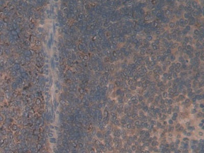 Chemokine (C-X-C Motif) Ligand 1 (CXCL1) Monoclonal Antibody - image 5