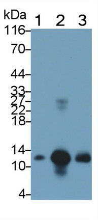 S100 Calcium Binding Protein A8 (S100A8) Monoclonal Antibody - image 4