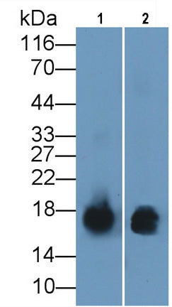 S100 Calcium Binding Protein A9 (S100A9) Monoclonal Antibody - image 3