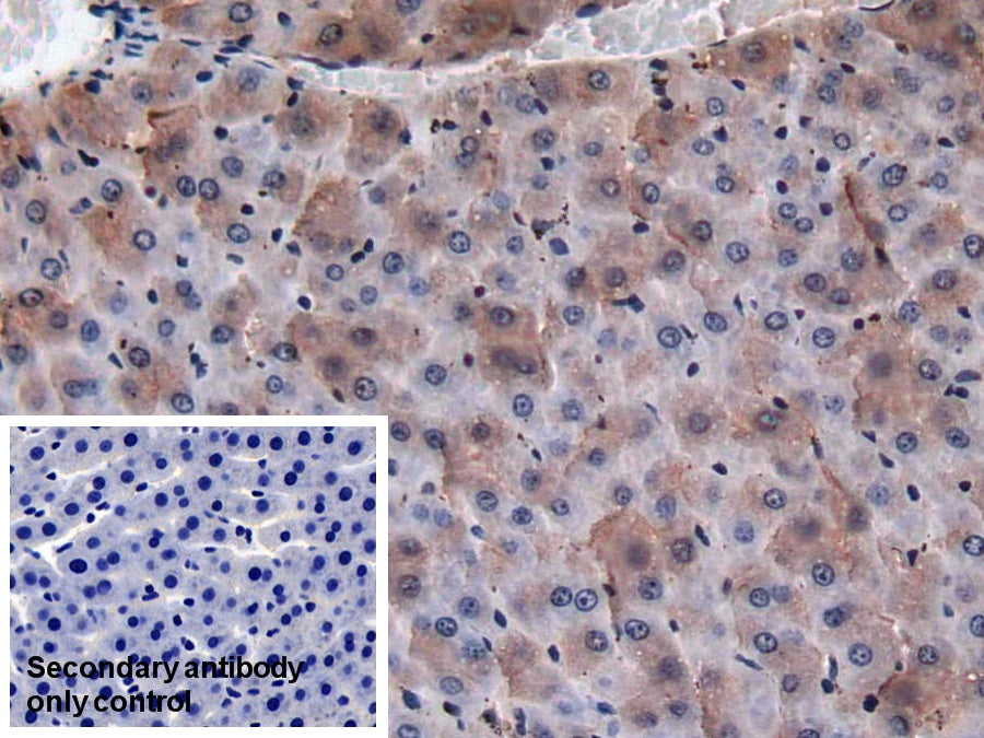 Western Blot; Sample: Lane1: Rat Serum; Lane2: Rat Liver lysate; Lane3: Rat Spleen lysate Primary Ab: 1ug/ml Mouse Anti-Rat F2 Antibody Second Ab: 0.2ug/mL HRP-Linked Caprine Anti-Mouse IgG Polyclonal Antibody