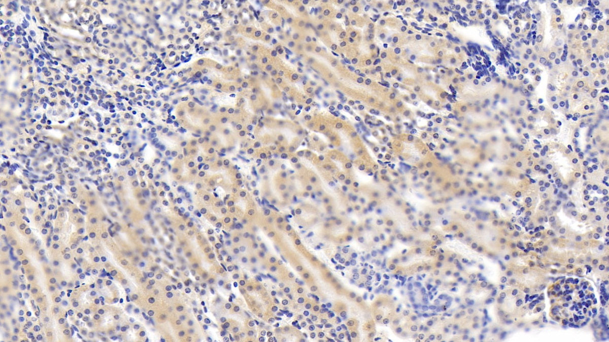 Western Blot; Sample: Mouse Colon lysate Primary Ab: 2ug/ml Mouse Anti-Mouse DTYMK Antibody Second Ab: 0.2ug/mL HRP-Linked Caprine Anti-Mouse IgG Polyclonal Antibody