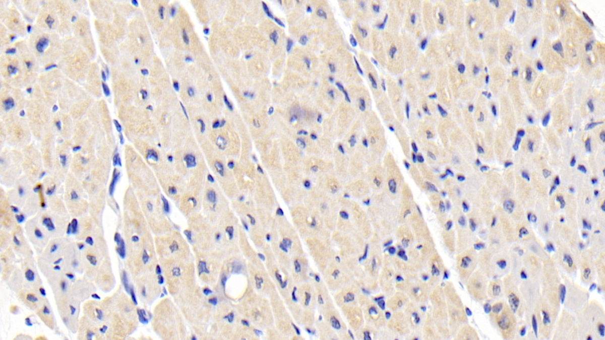 DAB staining on IHC-P; Samples: Human Kidney Tissue; Primary Ab: 20ug/ml Mouse Anti-Human LEP Antibody; Second Ab: 2ug/mL HRP-Linked Caprine Anti-Mouse IgG Polyclonal Antibody