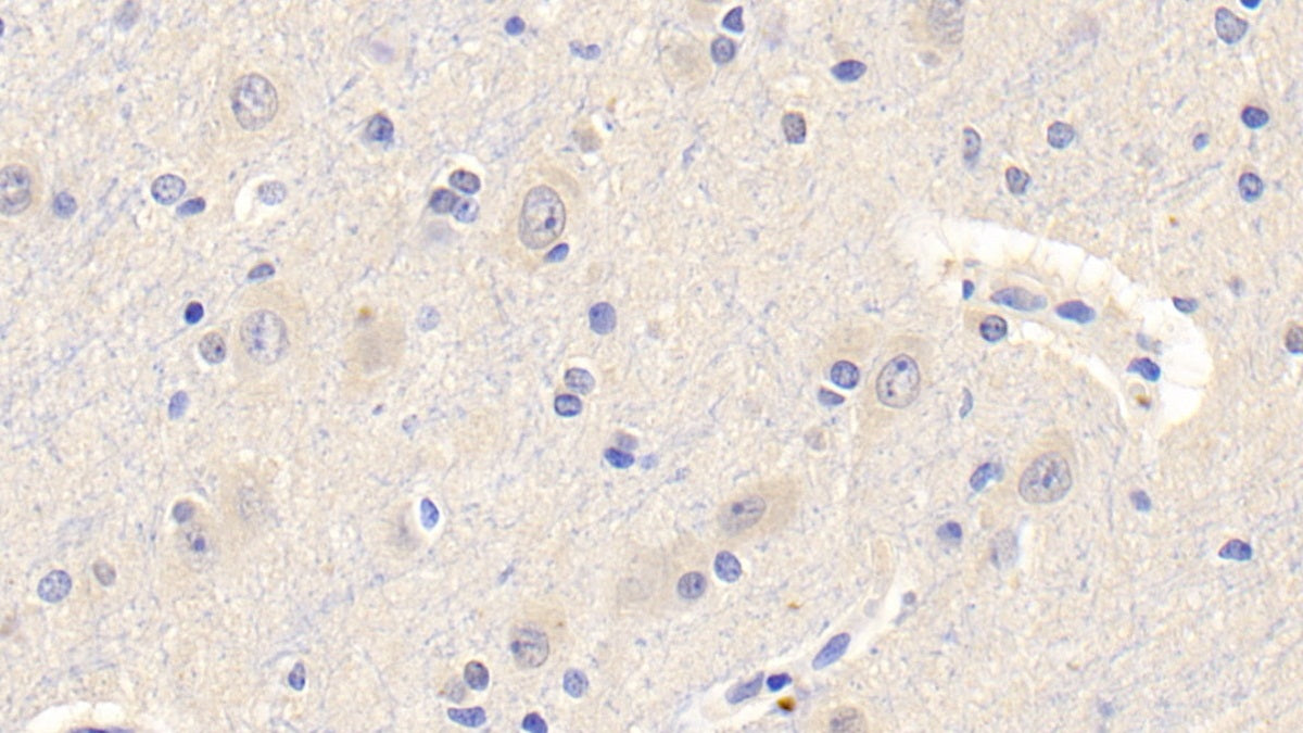 Leptin (LEP) Monoclonal Antibody - image 5