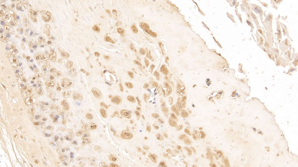 High Mobility Group Protein 1 (HMGB1) Monoclonal Antibody - image 2