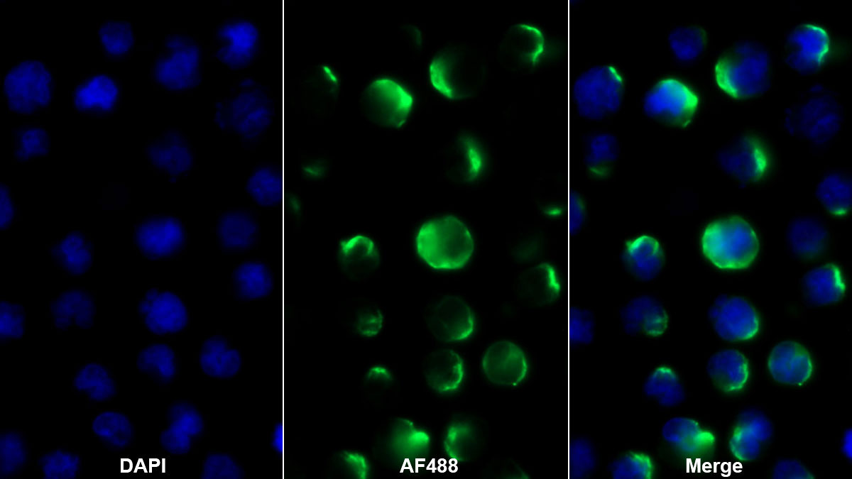 Hepatitis A Virus Cellular Receptor 2 (HAVCR2) Monoclonal Antibody - image 5
