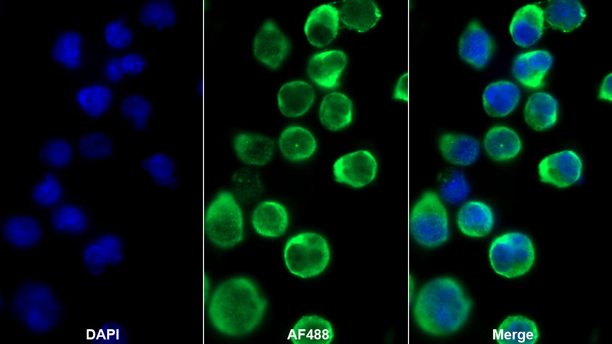 Western Blot; Sample: Jurkat cell lysate Primary Ab: 2ug/ml Mouse Anti-Human CD3e Antibody Second Ab: 0.2ug/mL HRP-Linked Caprine Anti-Mouse IgG Polyclonal Antibody