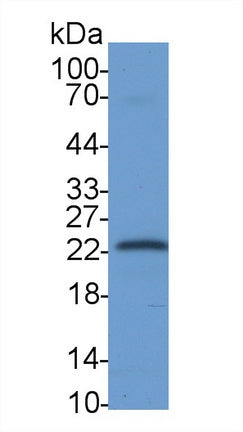 T-Cell Surface Glycoprotein CD3 Epsilon (CD3e) Monoclonal Antibody - image 3