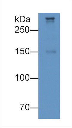 Apolipoprotein B100 (APOB100) Monoclonal Antibody - image 4