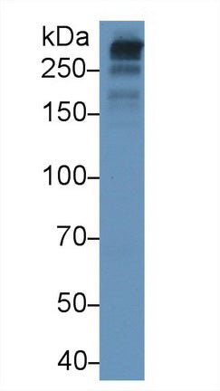 Apolipoprotein B100 (APOB100) Monoclonal Antibody - image 2