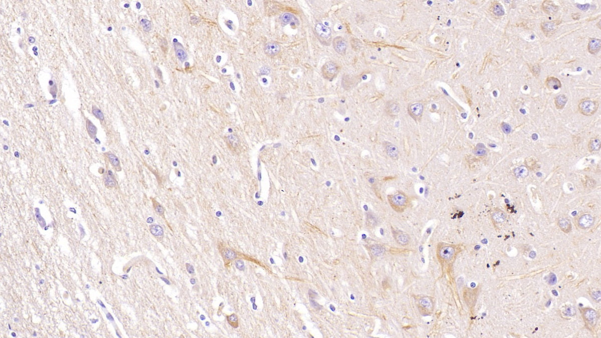 DAB staining on IHC-P; Sample: Human Kidney Tissue; Primary Ab: 40ug/ml Mouse Anti-Human NRGN Antibody; Second Ab: 2ug/mL HRP-Linked Caprine Anti-Mouse IgG Polyclonal Antibody