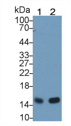 Neurogranin (NRGN) Monoclonal Antibody - image 4