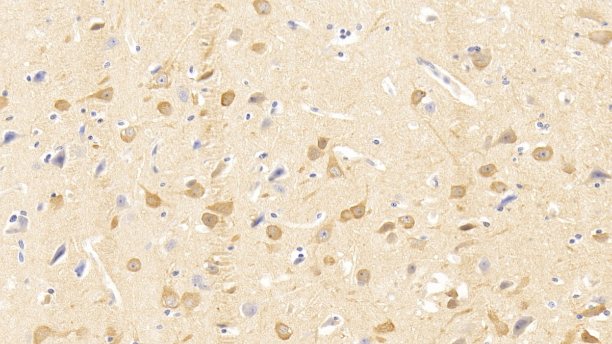 DAB staining on IHC-P; Sample: Human Kidney Tissue; Primary Ab: 30ug/ml Mouse Anti-Human NRGN Antibody; Second Ab: 2ug/mL HRP-Linked Caprine Anti-Mouse IgG Polyclonal Antibody