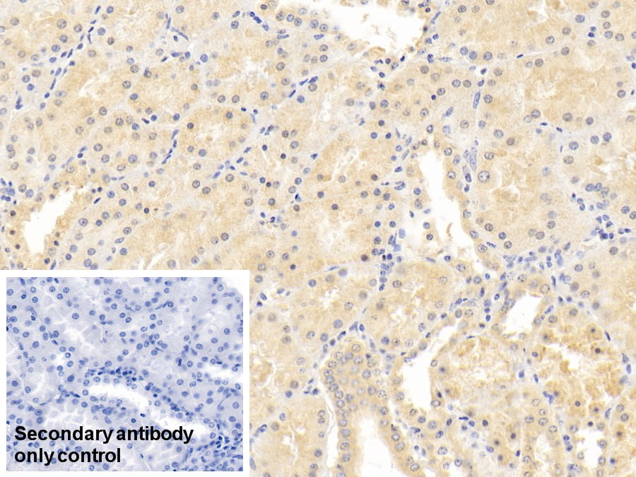 Neurogranin (NRGN) Monoclonal Antibody - image 5