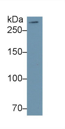 Mucin 5 Subtype B (MUC5B) Monoclonal Antibody - image 2