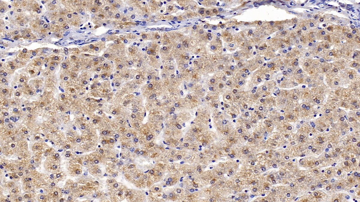 Apolipoprotein B100 (APOB100) Monoclonal Antibody - image 2
