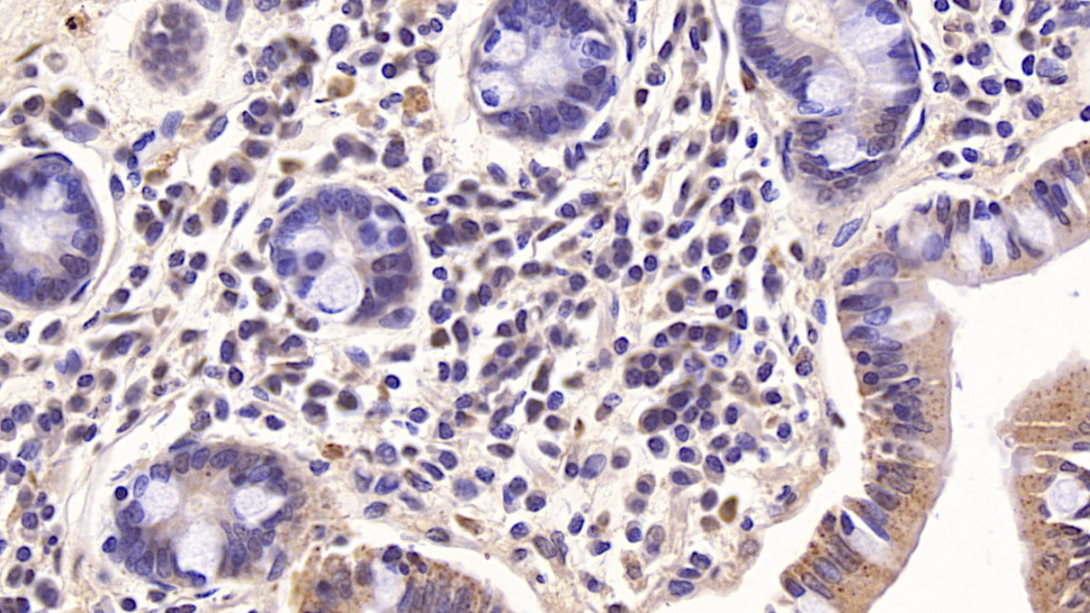 Interleukin 10 (IL10) Monoclonal Antibody - image 2