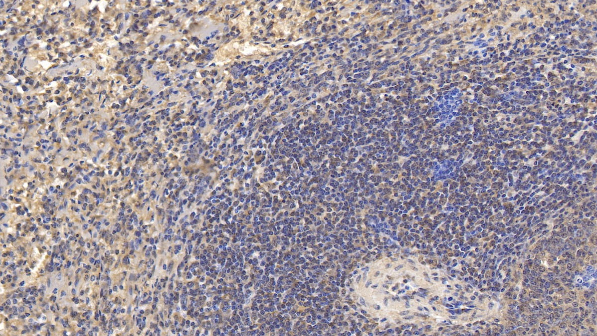 Interleukin 10 (IL10) Monoclonal Antibody - image 2