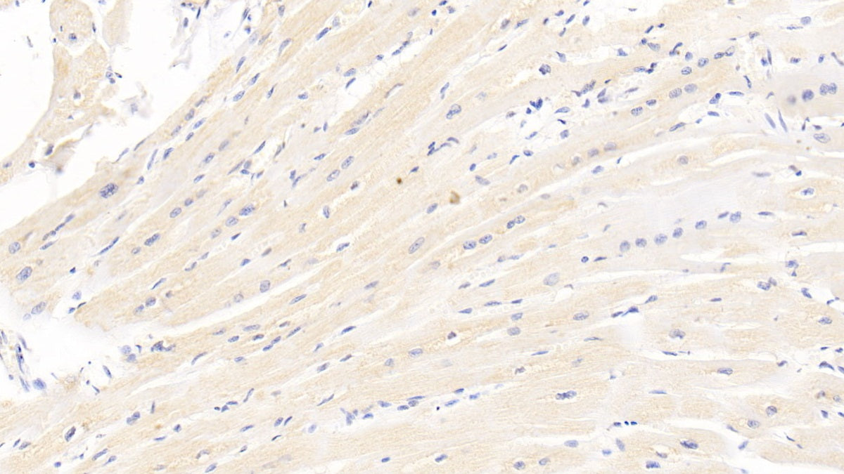 Heart-type Fatty Acid Binding Protein (H-FABP) Monoclonal Antibody - image 2