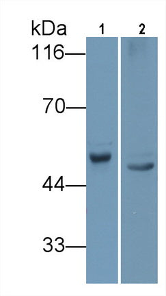 Angiotensinogen (AGT) Monoclonal Antibody - image 2